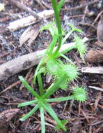 Image of Drosera peltata subsp. auriculata (Backh. ex Planch.) Conn
