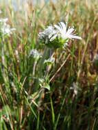 Image of Arenaria querioides Willk.