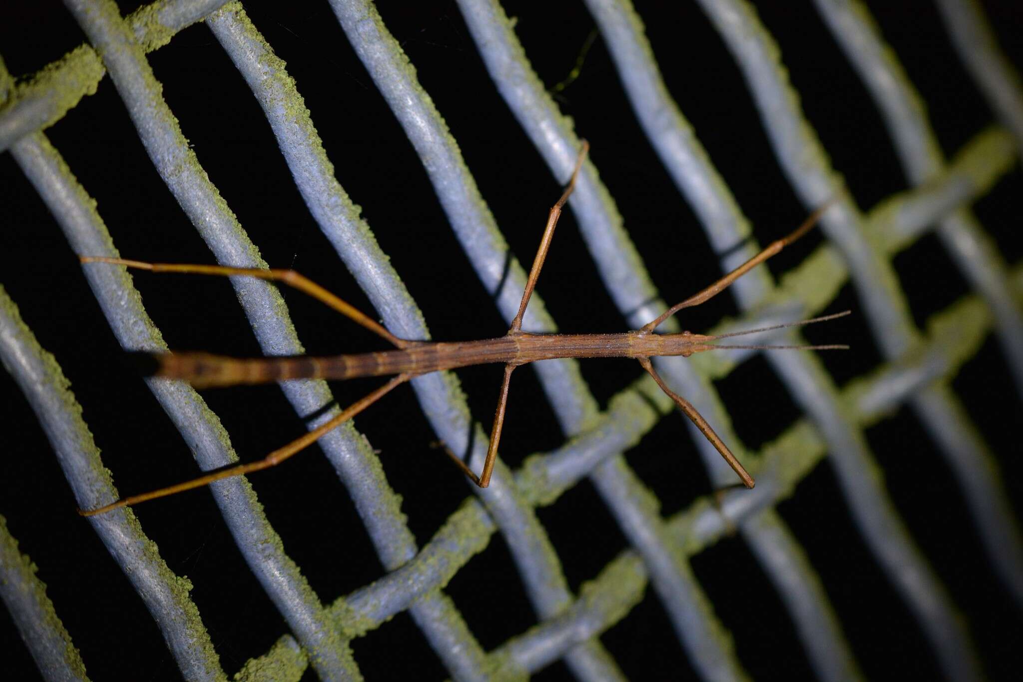 Image of Tectarchus huttoni (Brunner von Wattenwyl 1907)