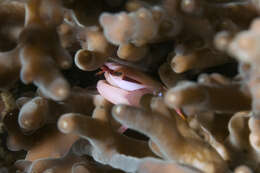 Image of Face-banded coral crab
