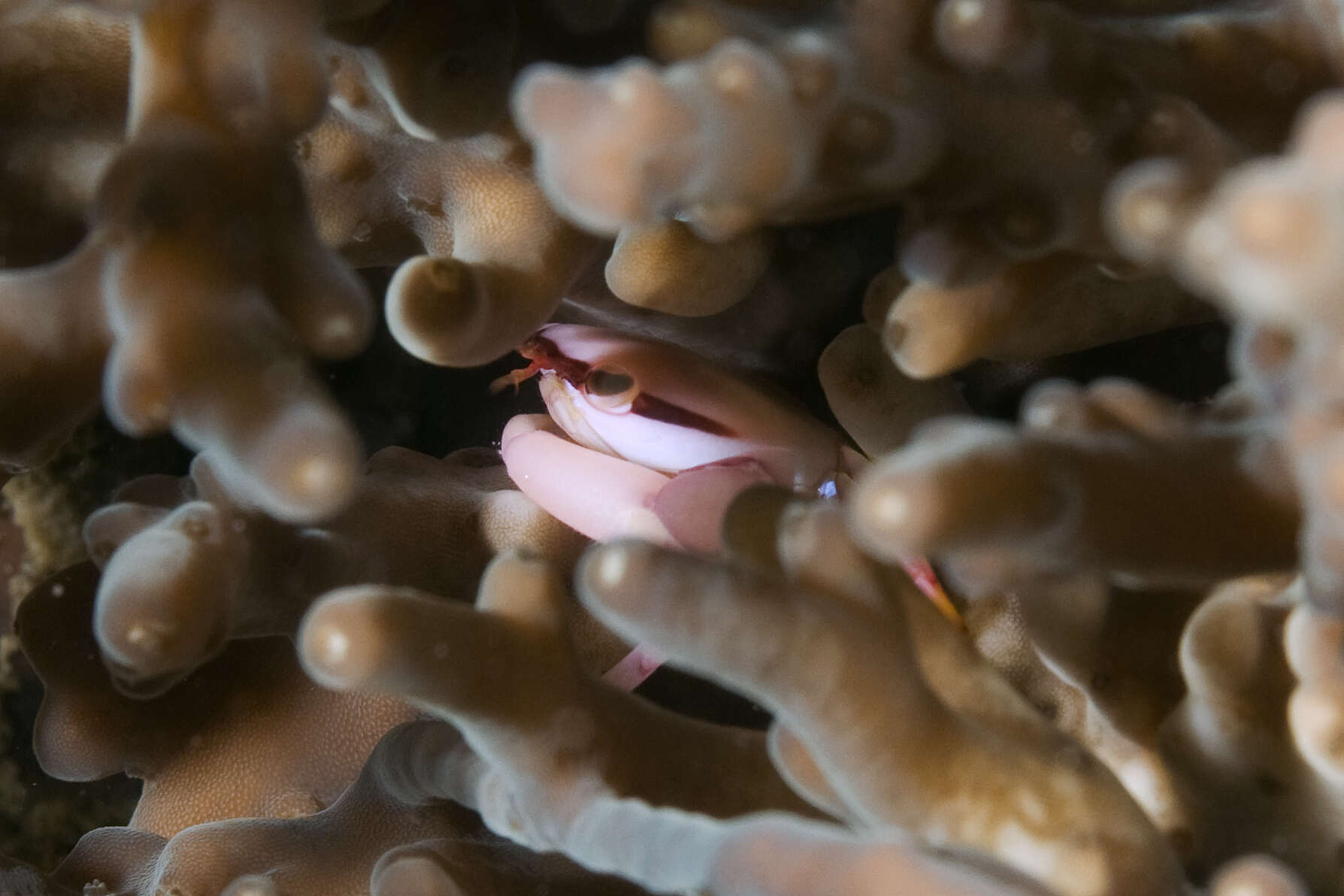 Image of Face-banded coral crab