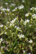 Image of Cerastium glutinosum Fries