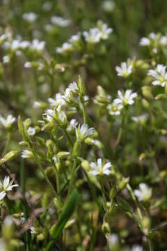 Image of Cerastium glutinosum Fries