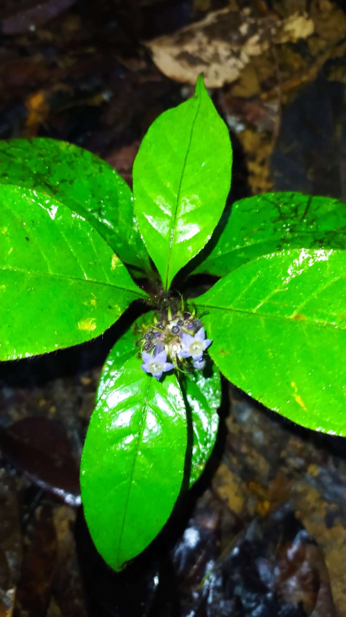 Image of Palicourea glabra