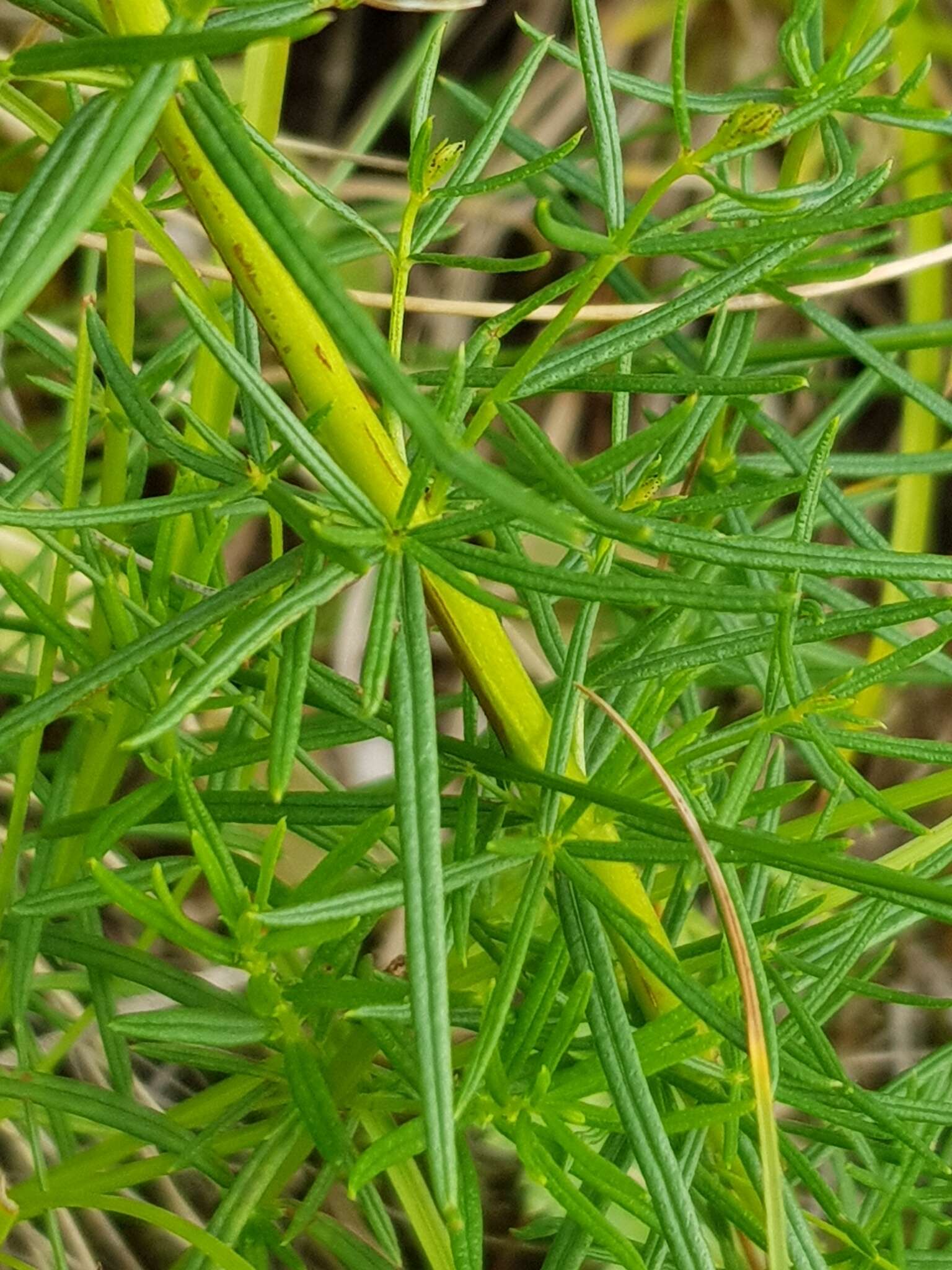 Imagem de Hypericum asperuloides Czern. & Turcz.