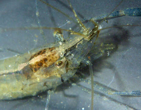 Image of Migrant prawn