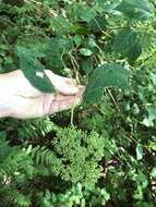 Imagem de Hydrangea arborescens L.