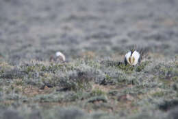 Image of Gunnison sage-grouse; greater sage-grouse