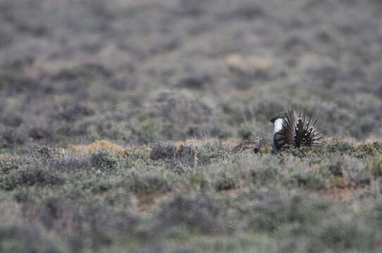 Image of Gunnison sage-grouse; greater sage-grouse