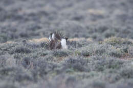 Image of Gunnison sage-grouse; greater sage-grouse