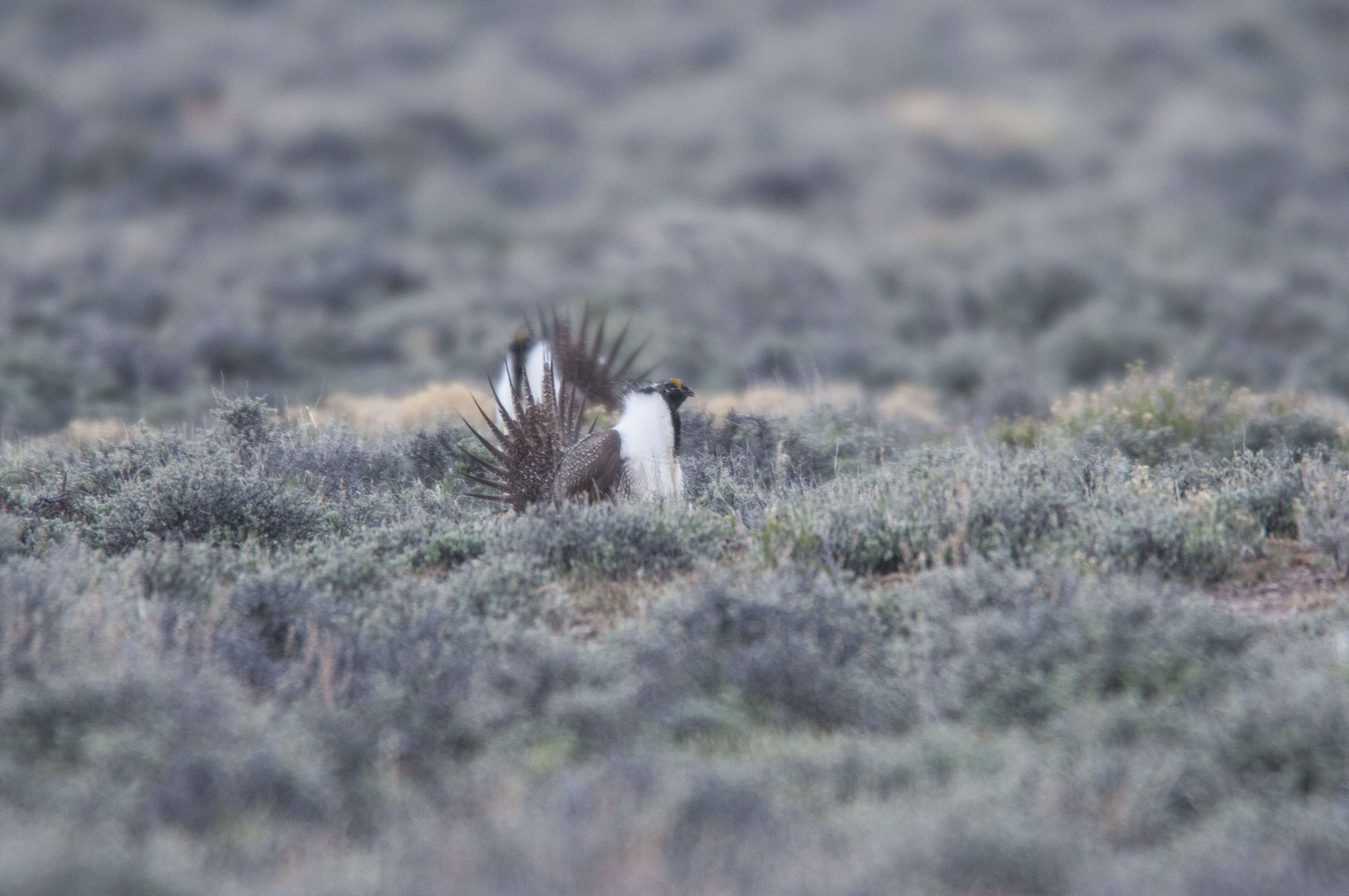 Image of Gunnison sage-grouse; greater sage-grouse