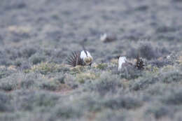 Image of Gunnison sage-grouse; greater sage-grouse