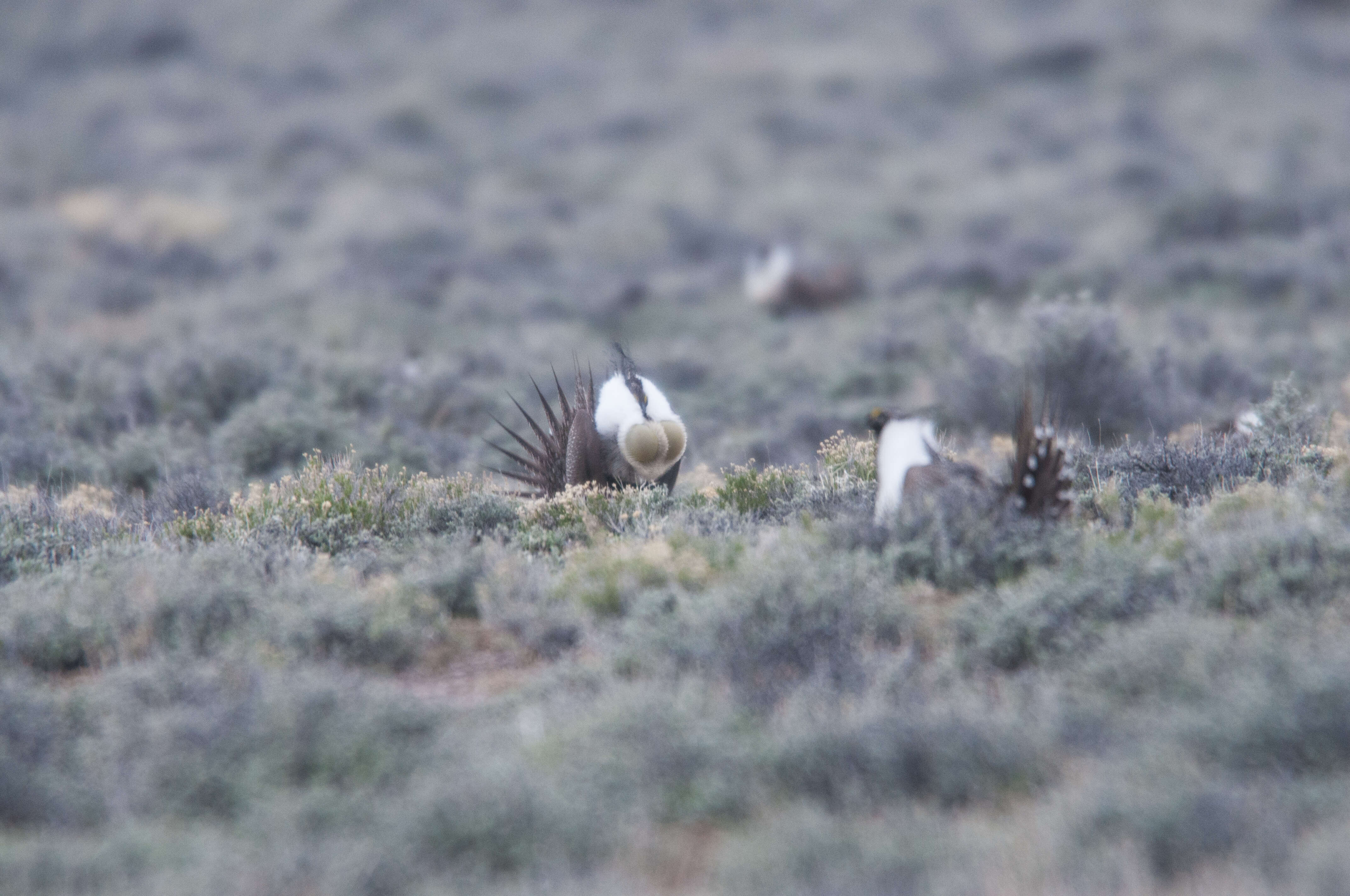 Image of Gunnison sage-grouse; greater sage-grouse