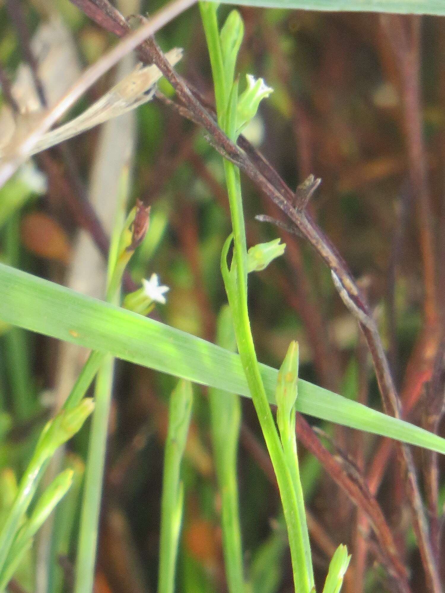 Image of Thesium asterias A. W. Hill.