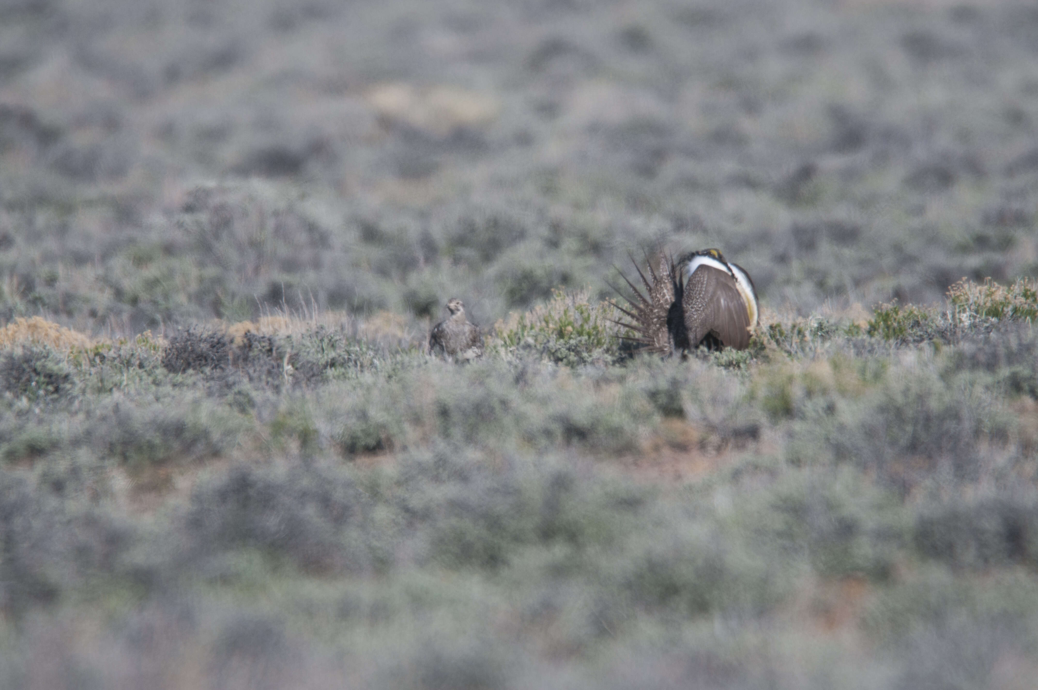 Image of Gunnison sage-grouse; greater sage-grouse