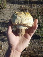 Image of Agaricus deserticola G. Moreno, Esqueda & Lizárraga 2010