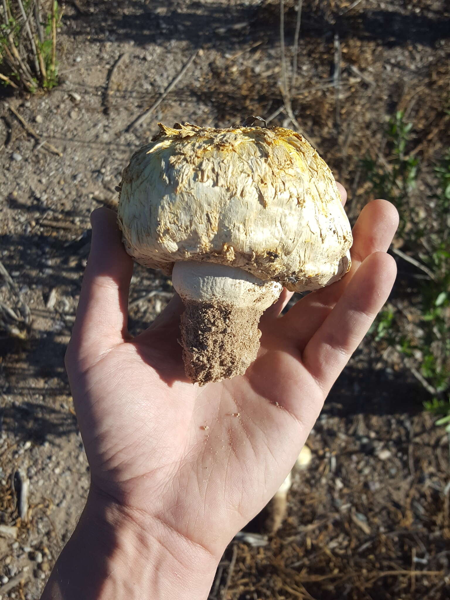 Image of Agaricus deserticola G. Moreno, Esqueda & Lizárraga 2010