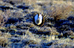 Image of Gunnison sage-grouse; greater sage-grouse