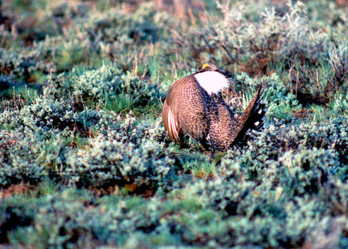 Image of Gunnison sage-grouse; greater sage-grouse