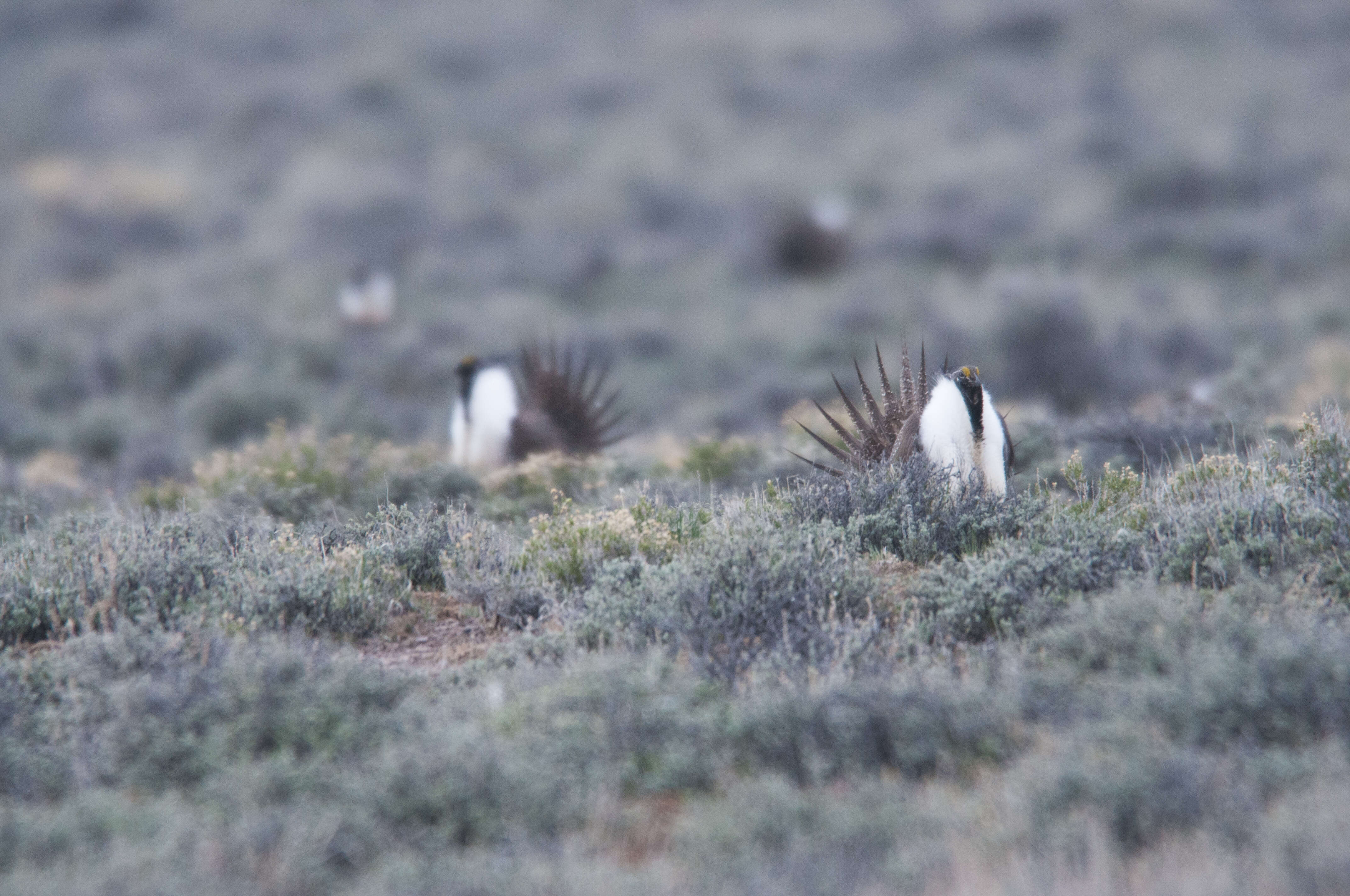 Image of Gunnison sage-grouse; greater sage-grouse