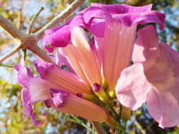 Image of Mexican blood-trumpet