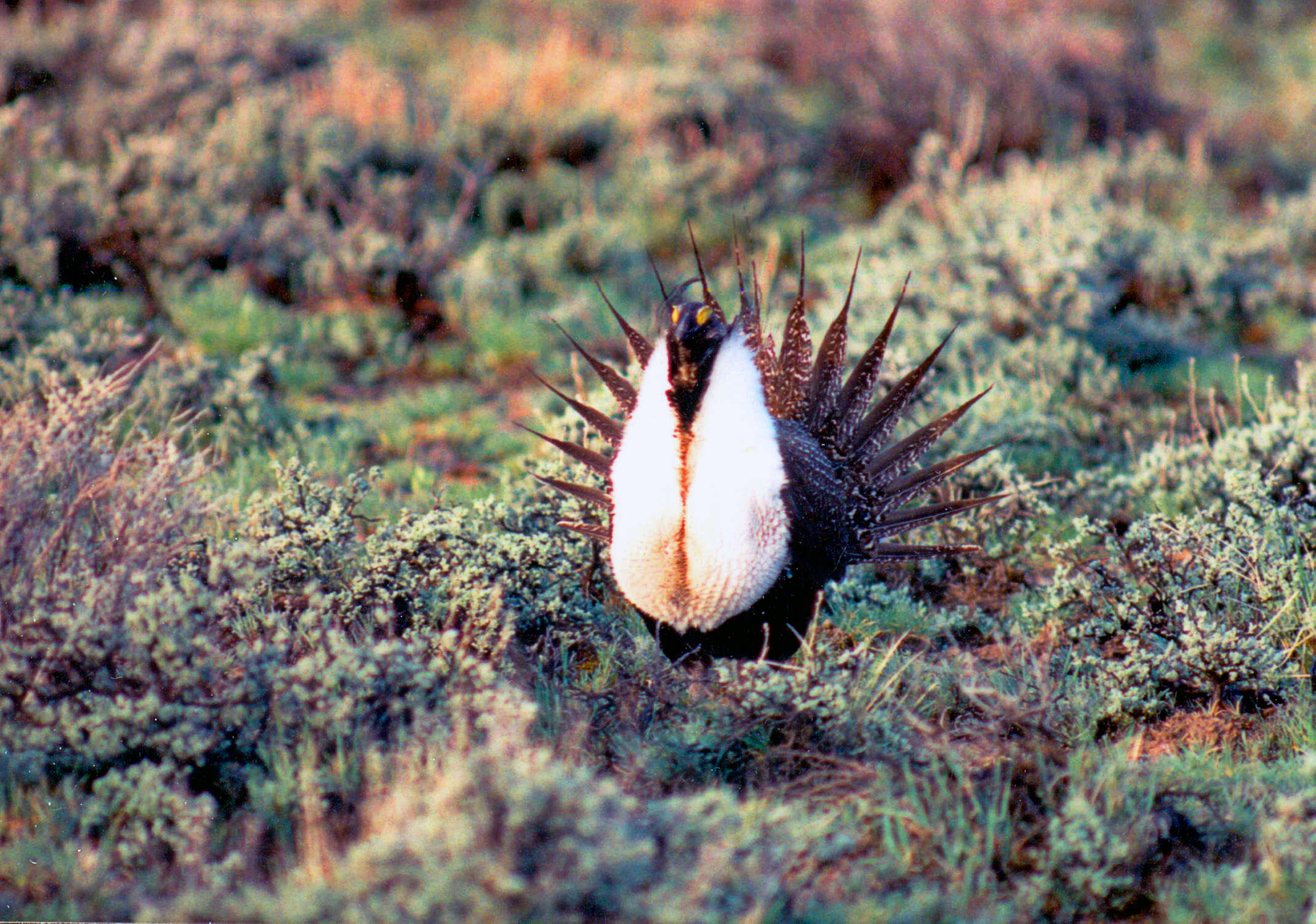 Image of Gunnison sage-grouse; greater sage-grouse