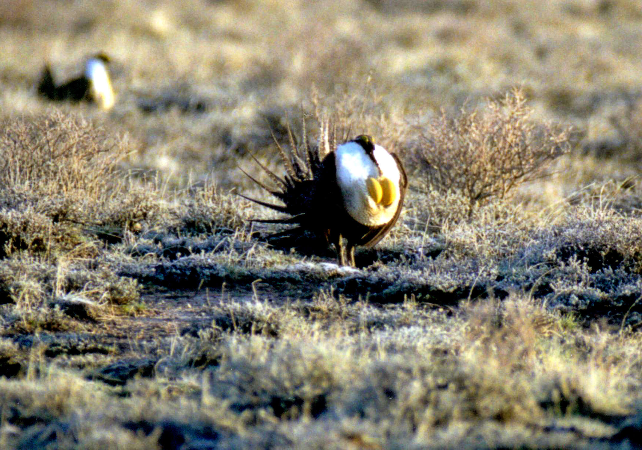 Image of Gunnison sage-grouse; greater sage-grouse