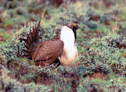 Image of Gunnison sage-grouse; greater sage-grouse