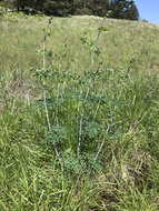 Image of Fendler's meadow-rue