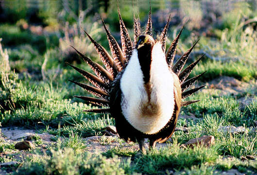 Image of Gunnison sage-grouse; greater sage-grouse