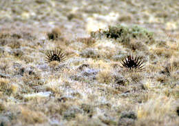 Image of Gunnison sage-grouse; greater sage-grouse