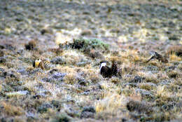 Image of Gunnison sage-grouse; greater sage-grouse