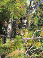 Image of Cordilleran Flycatcher