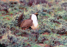 Image of Gunnison sage-grouse; greater sage-grouse