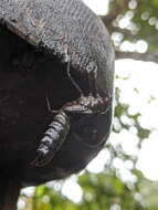 Image of Tropical Cascade Darner