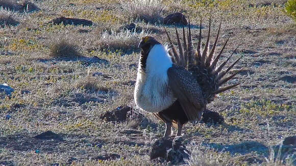 Image of Gunnison sage-grouse; greater sage-grouse