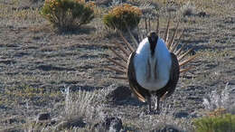 Image of Gunnison sage-grouse; greater sage-grouse