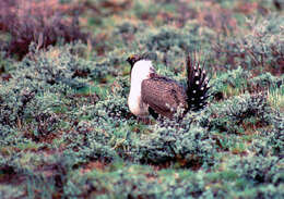 Image of Gunnison sage-grouse; greater sage-grouse