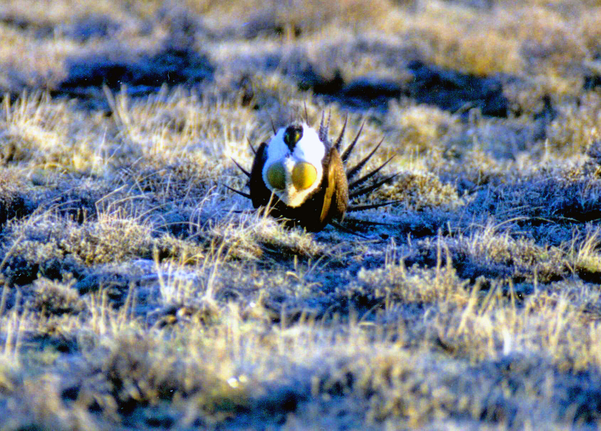 Image of Gunnison sage-grouse; greater sage-grouse