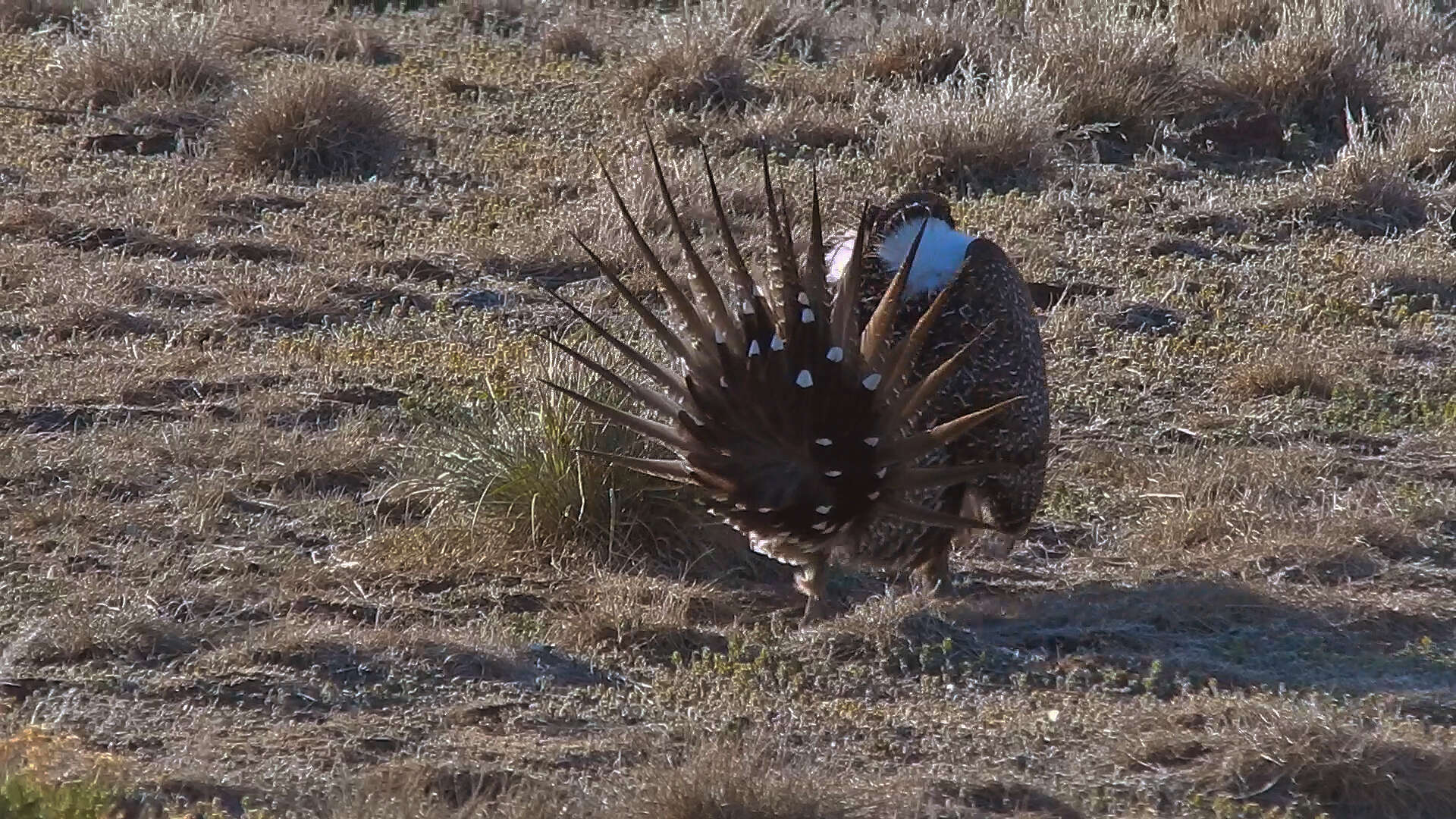 Image of Gunnison sage-grouse; greater sage-grouse