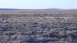 Image of Gunnison sage-grouse; greater sage-grouse