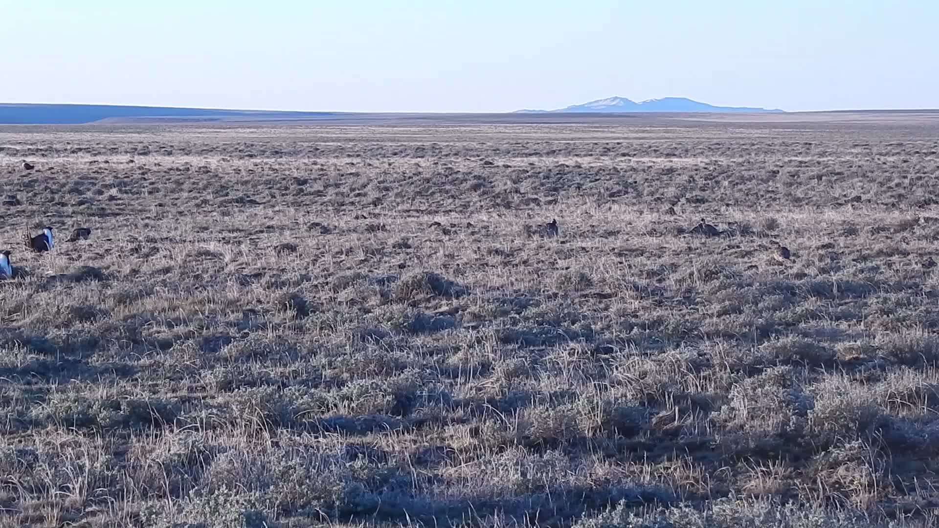 Image of Gunnison sage-grouse; greater sage-grouse