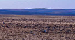 Image of Gunnison sage-grouse; greater sage-grouse