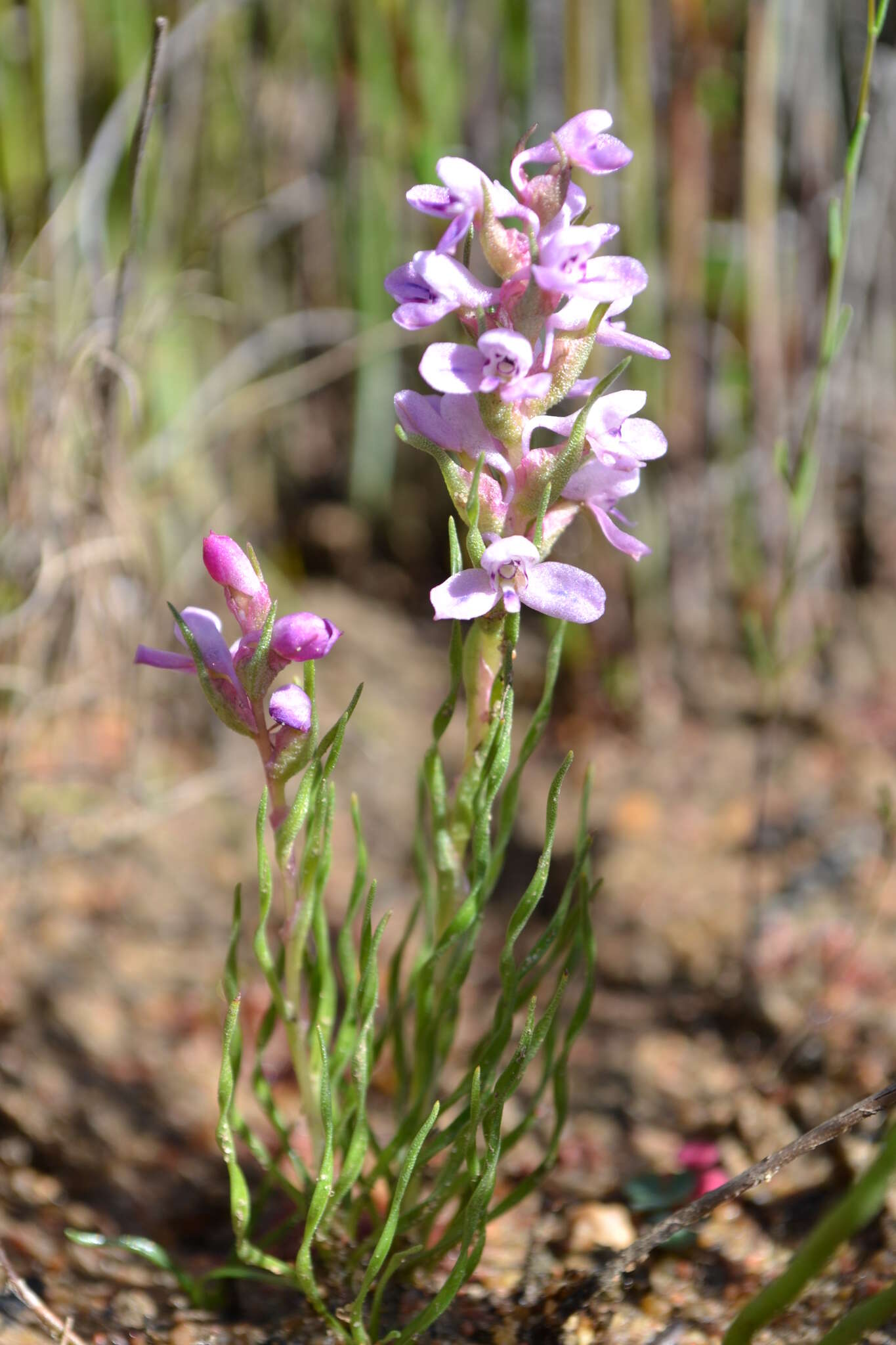 Image of Disa tenella subsp. tenella