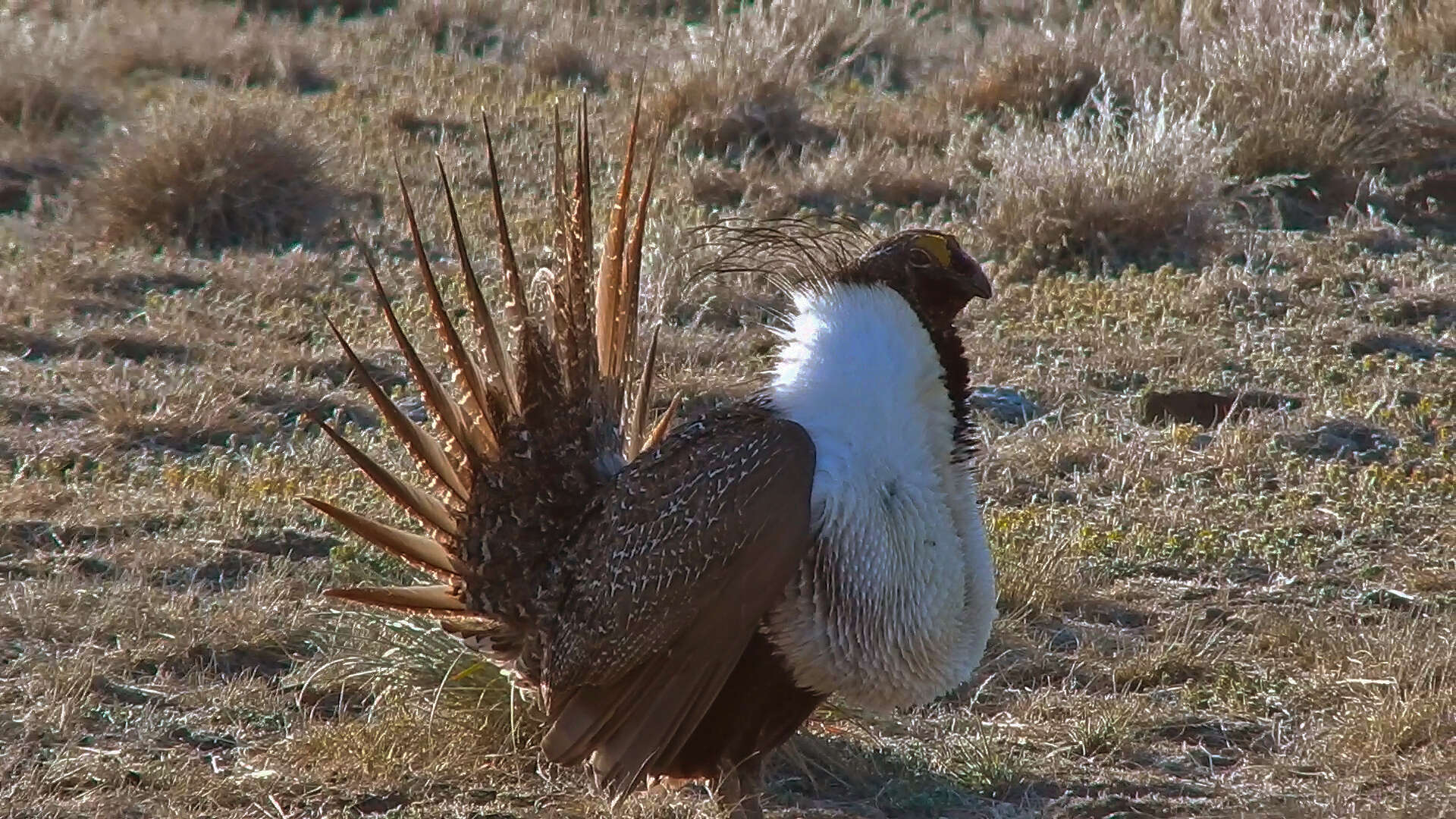 Image of Gunnison sage-grouse; greater sage-grouse