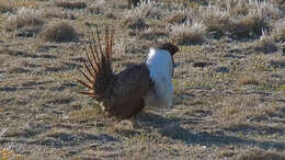 Image of Gunnison sage-grouse; greater sage-grouse