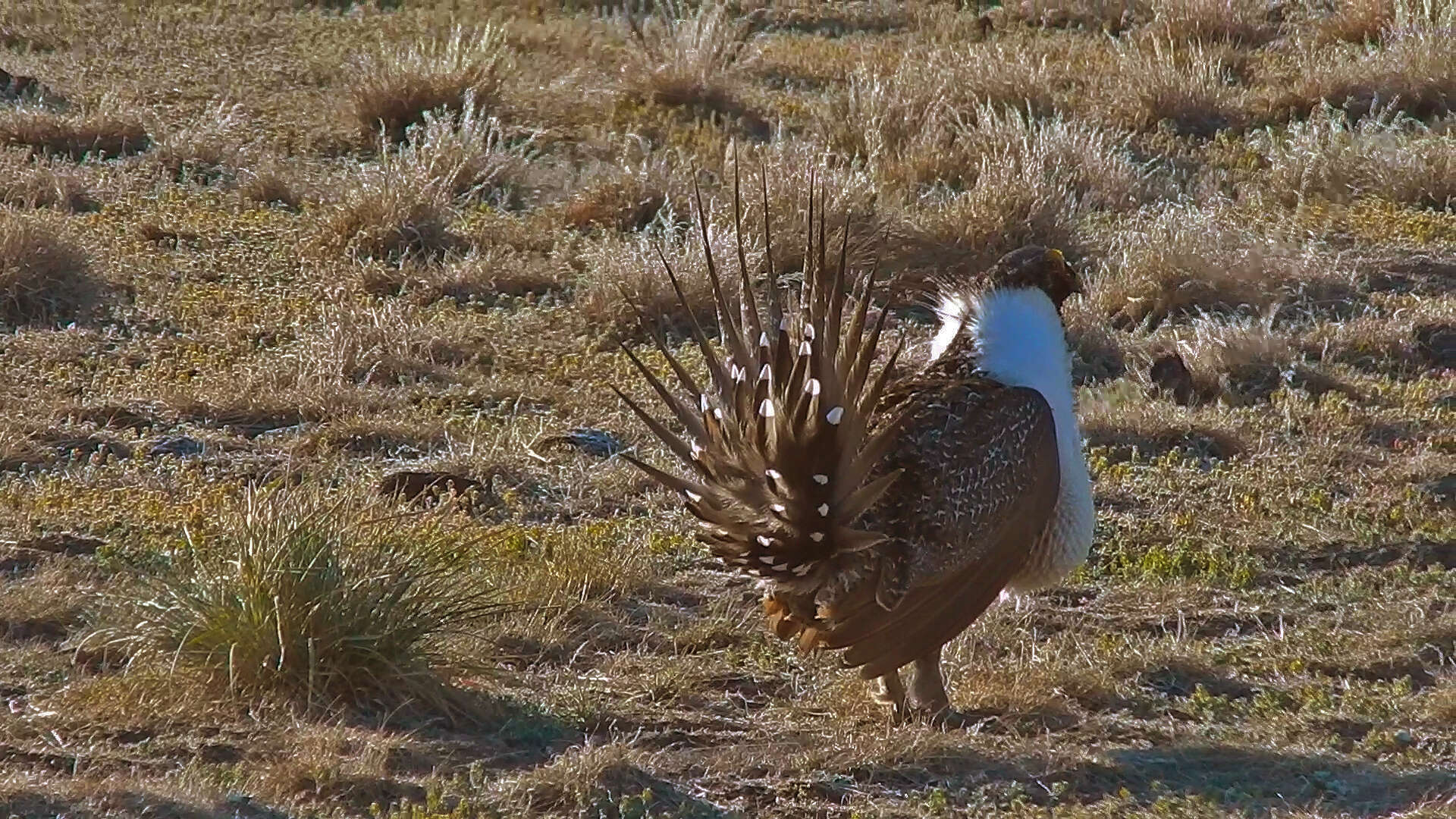 Image of Gunnison sage-grouse; greater sage-grouse