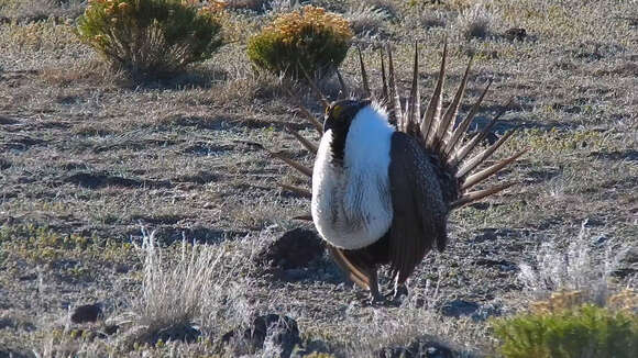 Image of Gunnison sage-grouse; greater sage-grouse