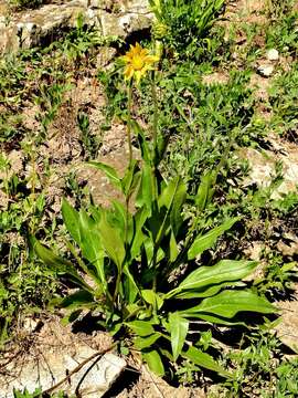 Plancia ëd Helianthella quinquenervis (Hook.) A. Gray