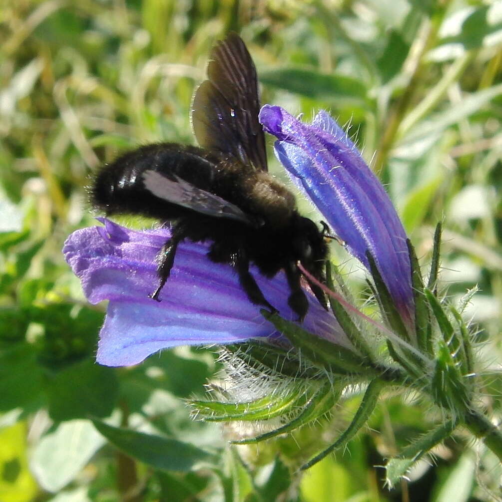 Imagem de Xylocopa violacea (Linnaeus 1758)